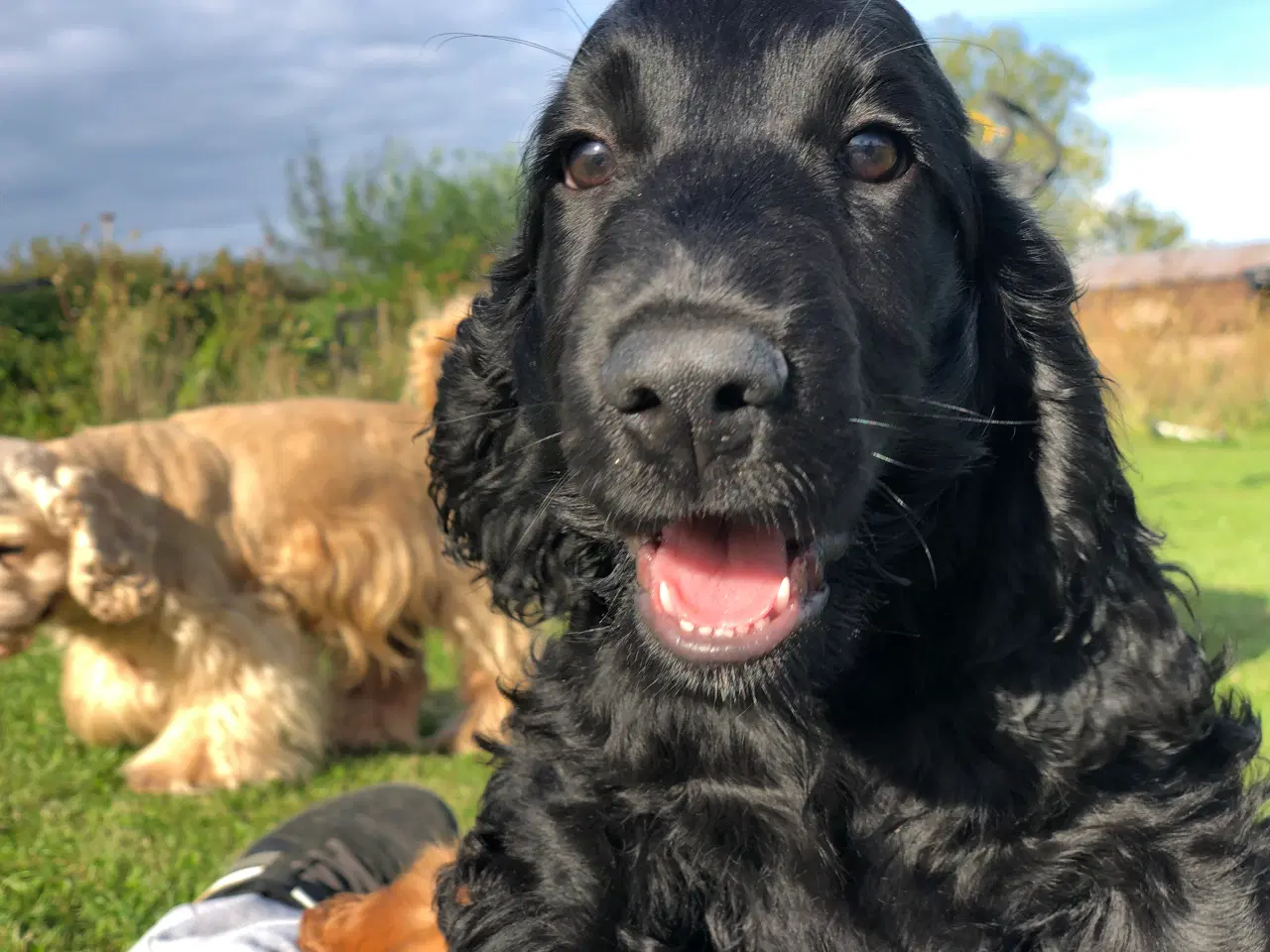 Billede 18 - Engelsk Cocker spaniel