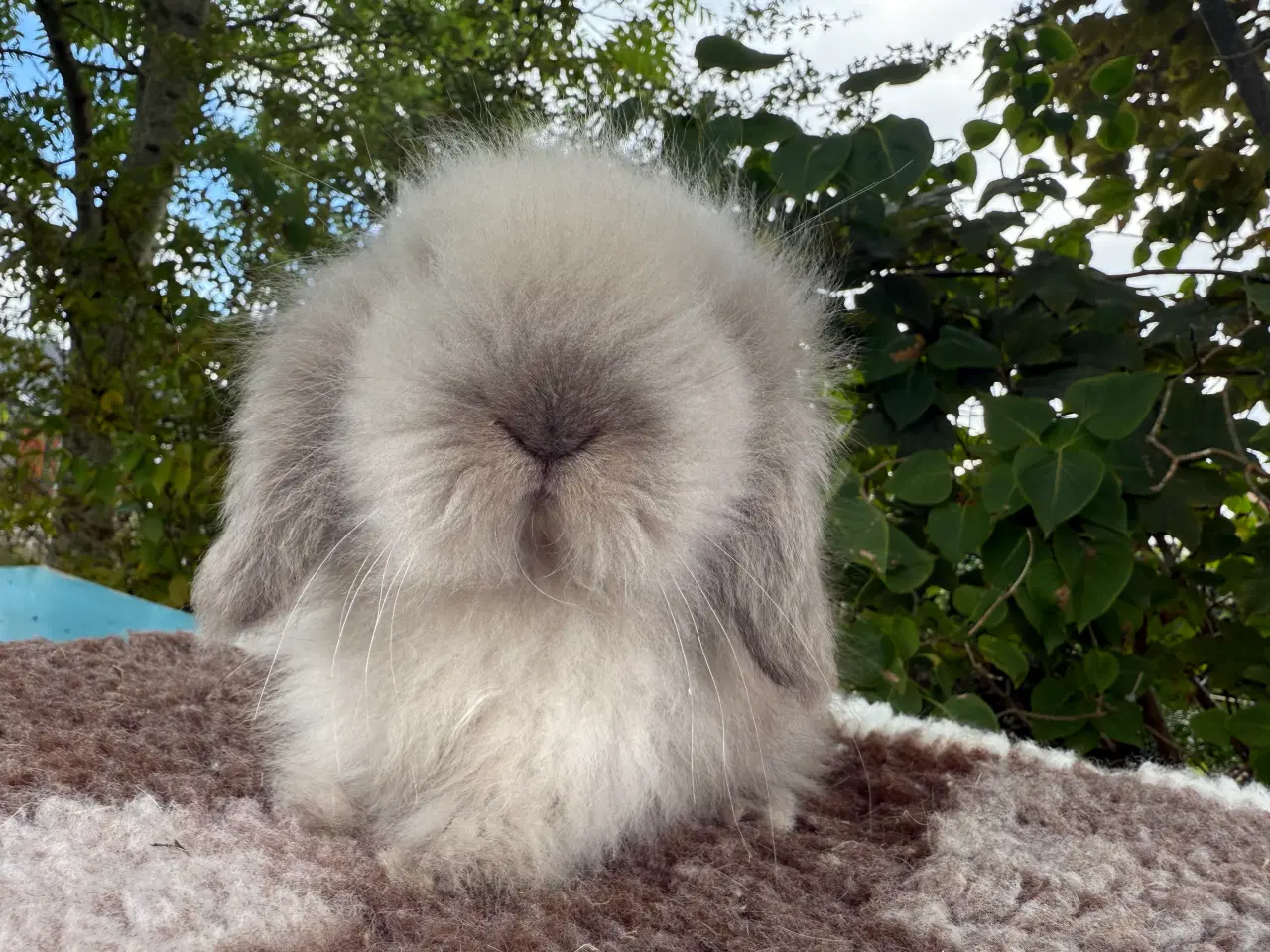 Billede 2 - Mini lion lop dreng