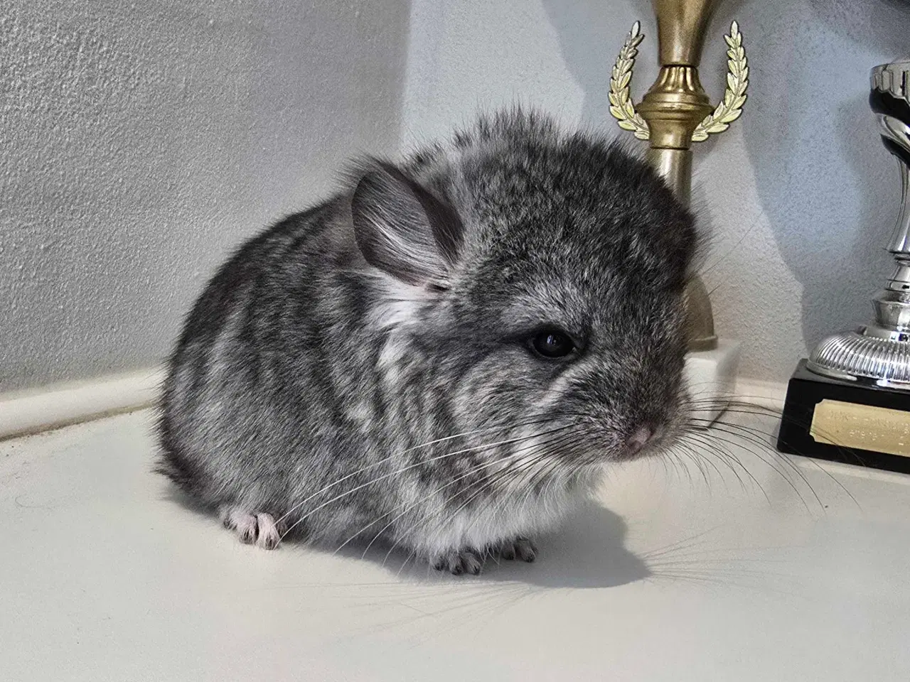 Billede 2 - Chinchilla unge