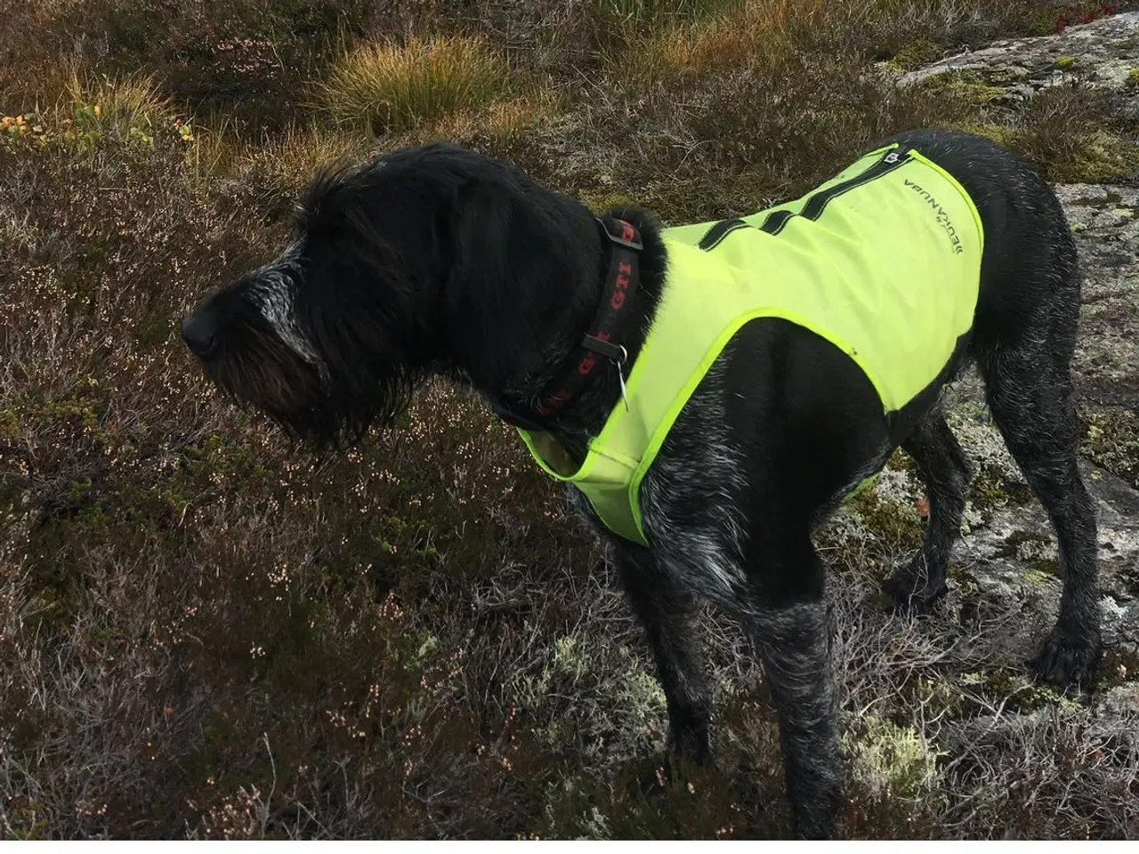 Billede 7 - Rulaber ( Labrador-Ruhåret hønsehund )