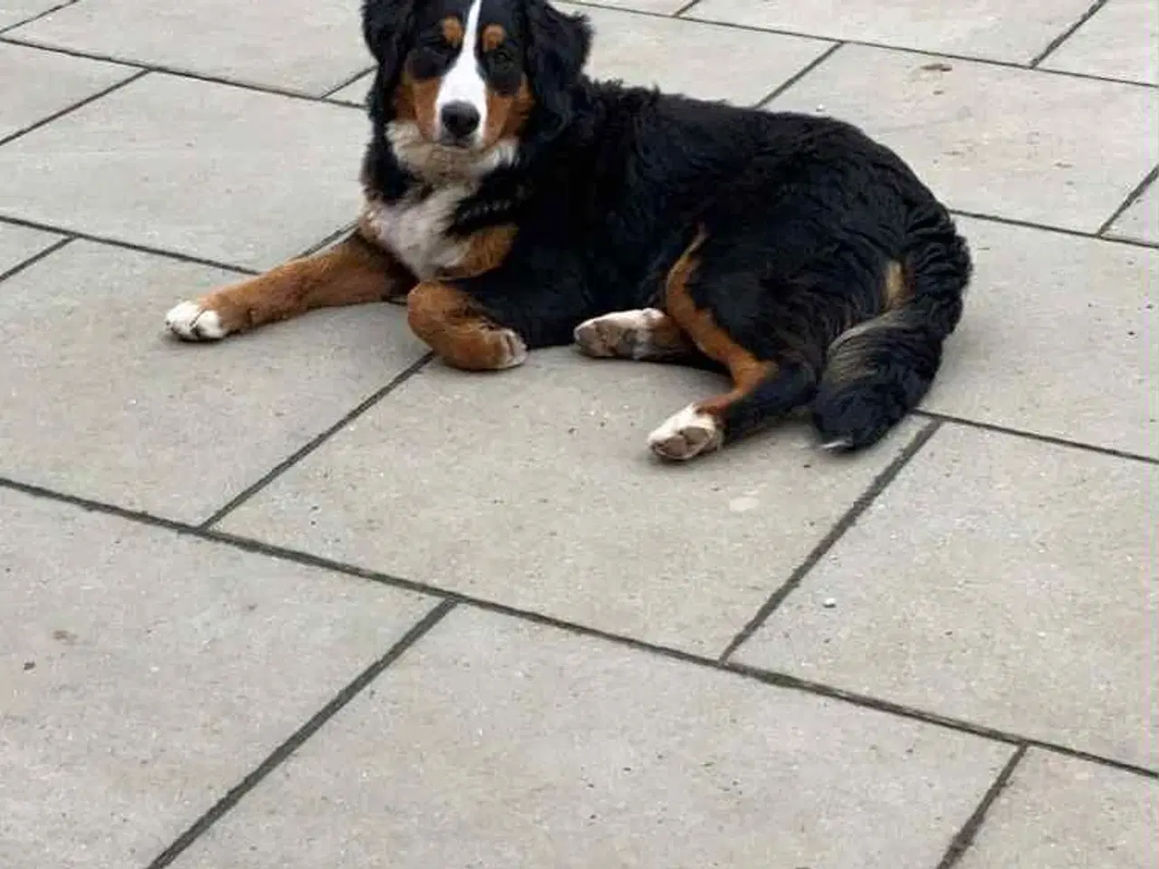 Billede 11 - Dejlige Berner Sennen bamser 