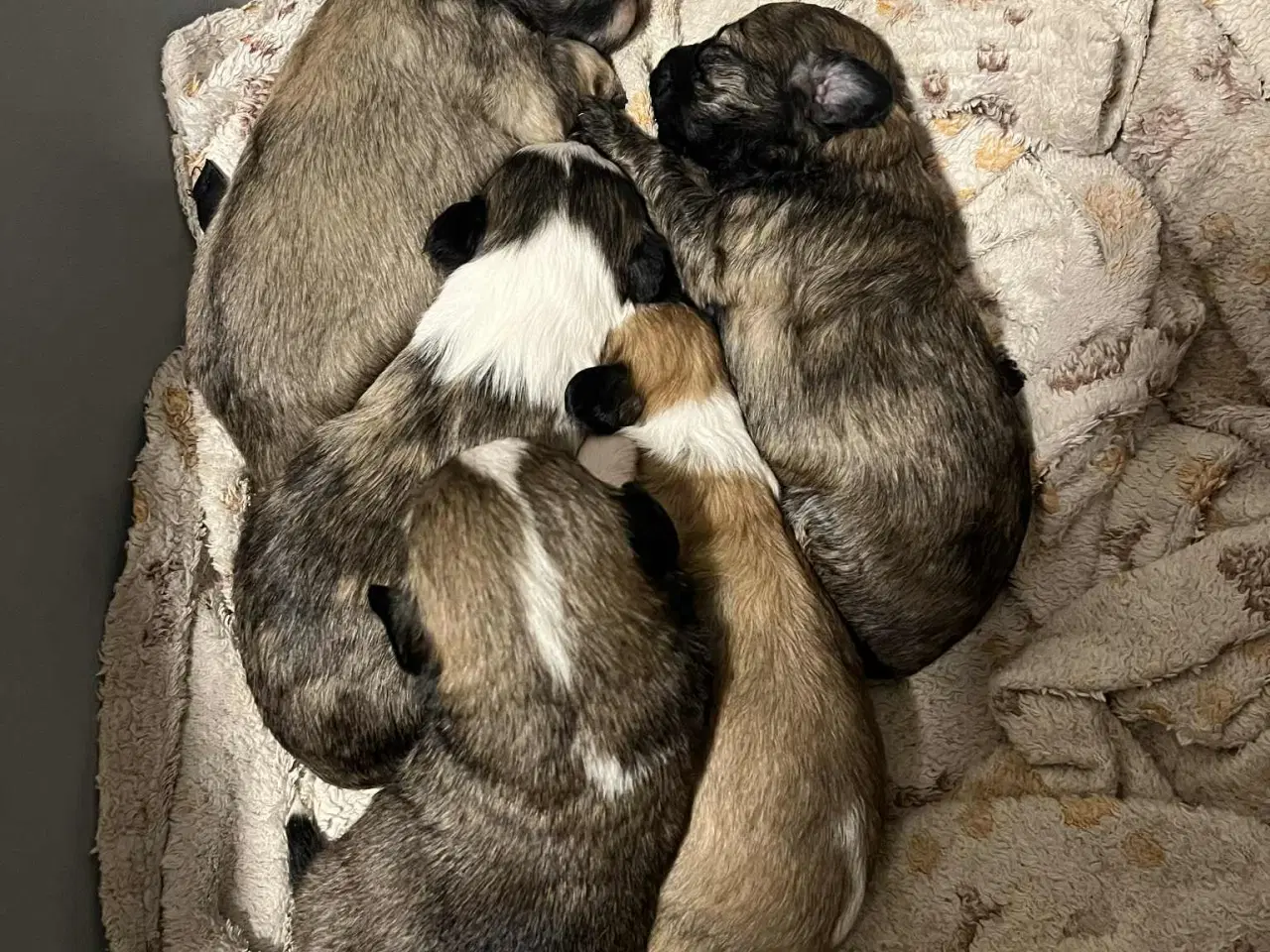 Billede 1 - Kun 2 lækre hanner tilbage. Små blandinger