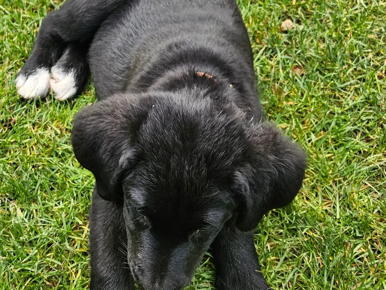 Billede 6 - Aussie-Lab hvalpe