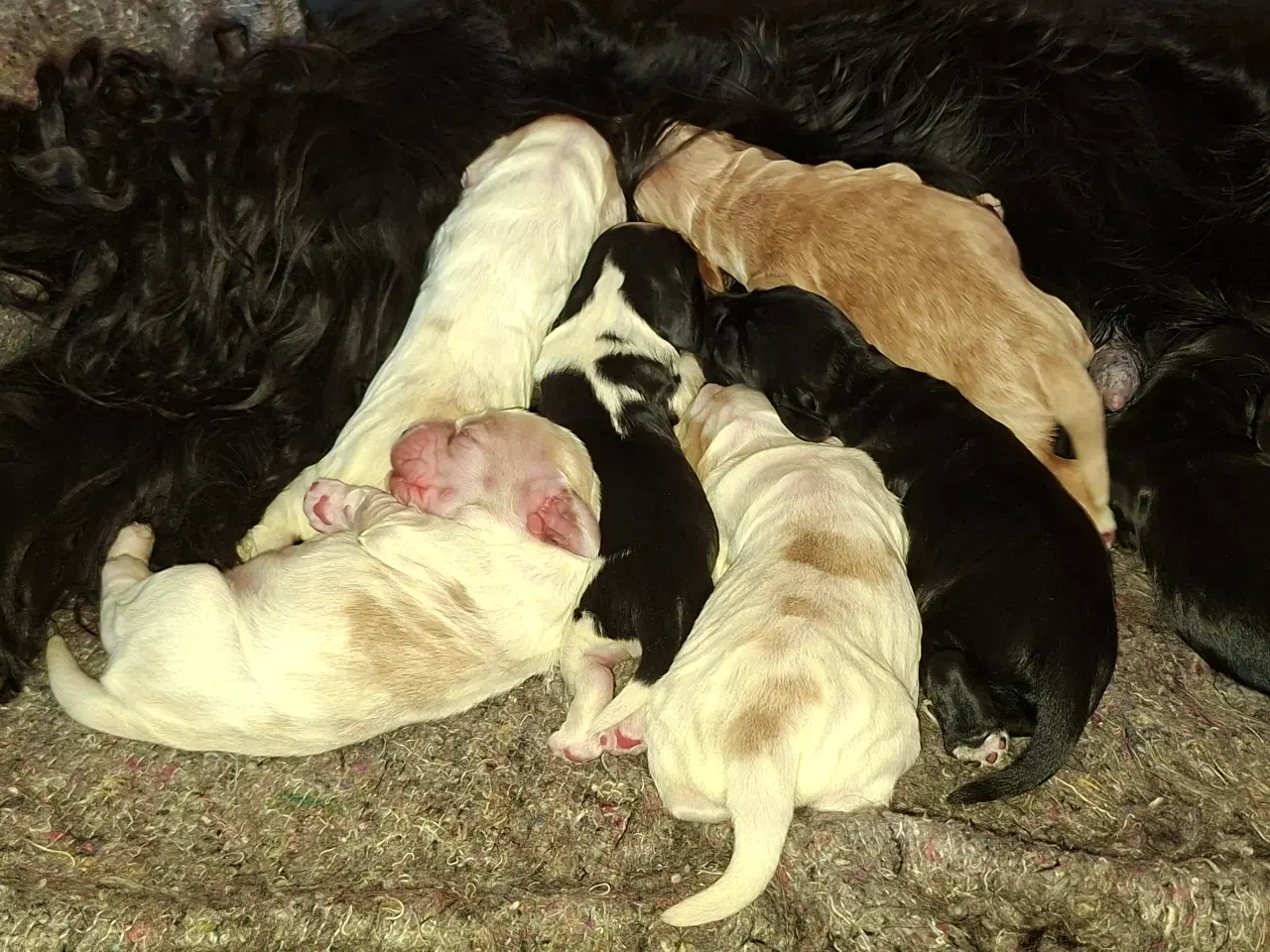 Billede 4 - Engelske cockerspaniel hvalpe 