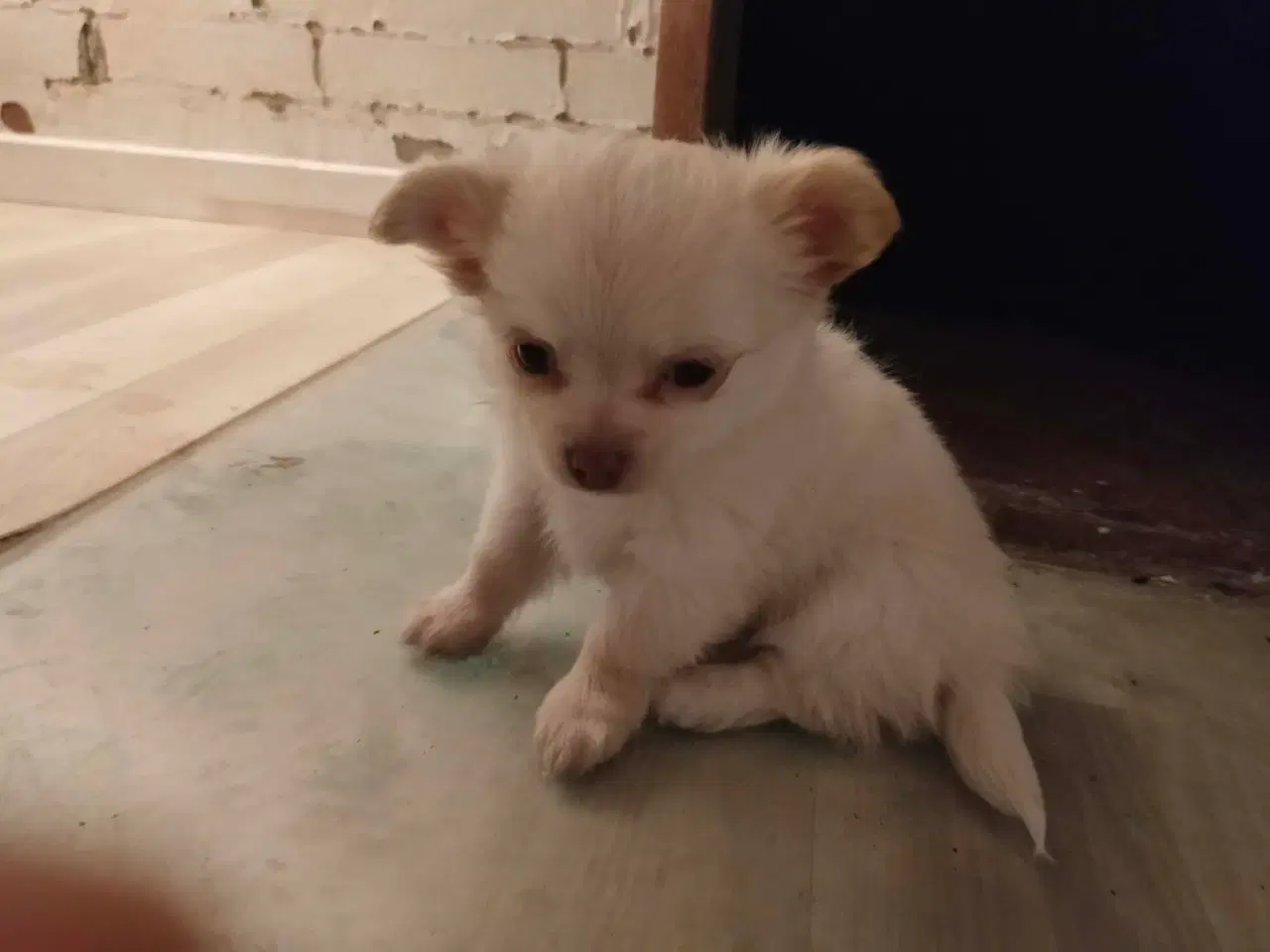 Billede 7 - 5 lækre små Chihuahua hvalpe!