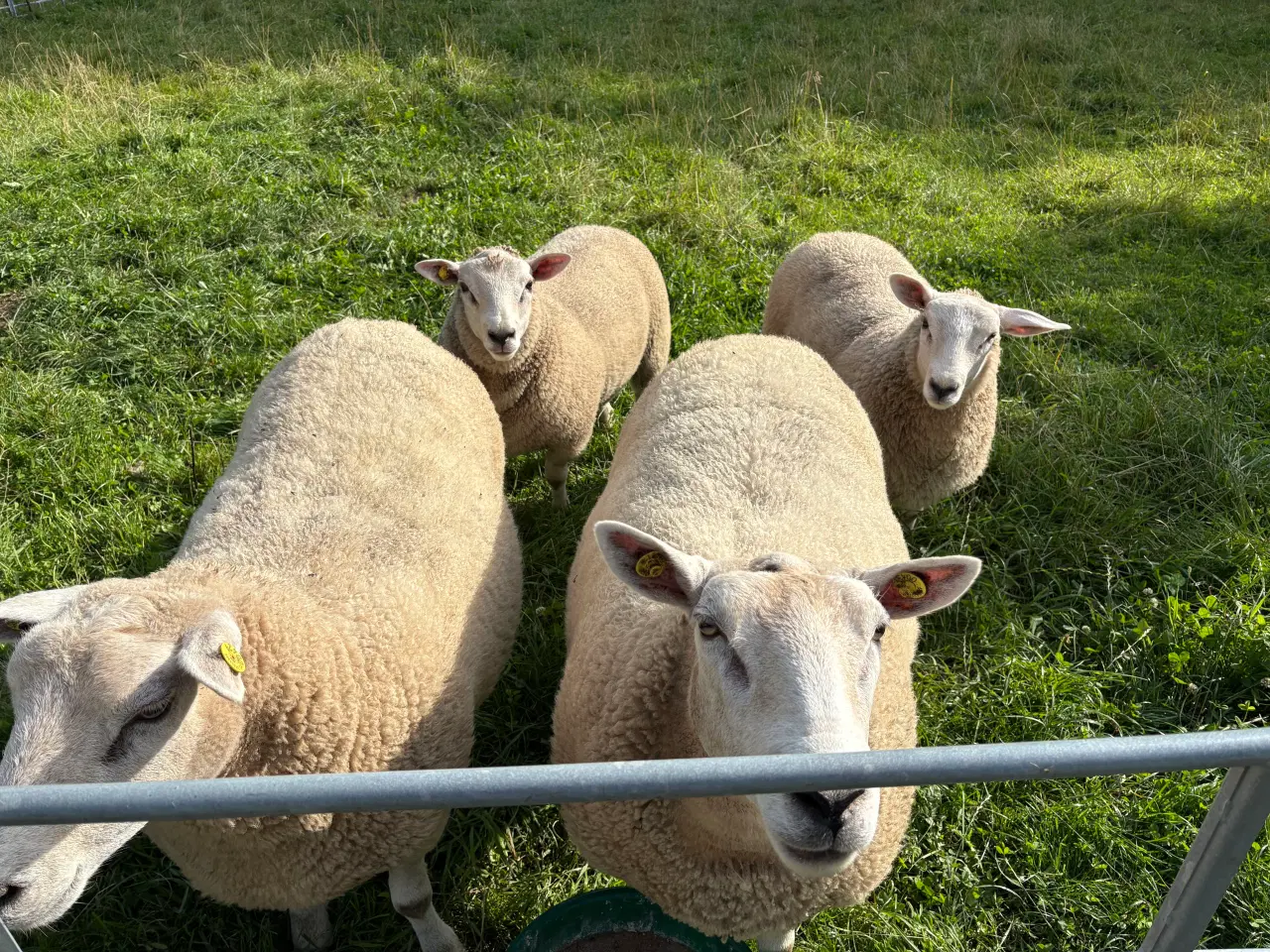 Billede 4 - Godkendt dyretrailer