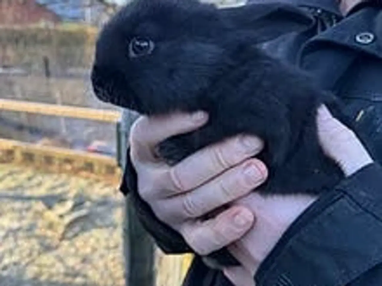 Billede 4 - Belgisk kæmpe/?