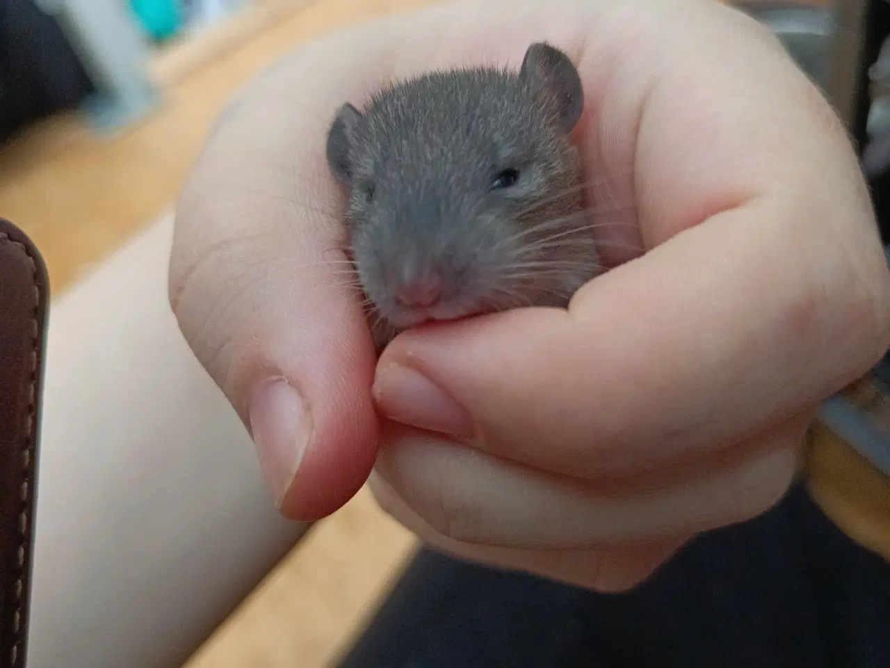 Billede 5 - 4 søde rotte piger