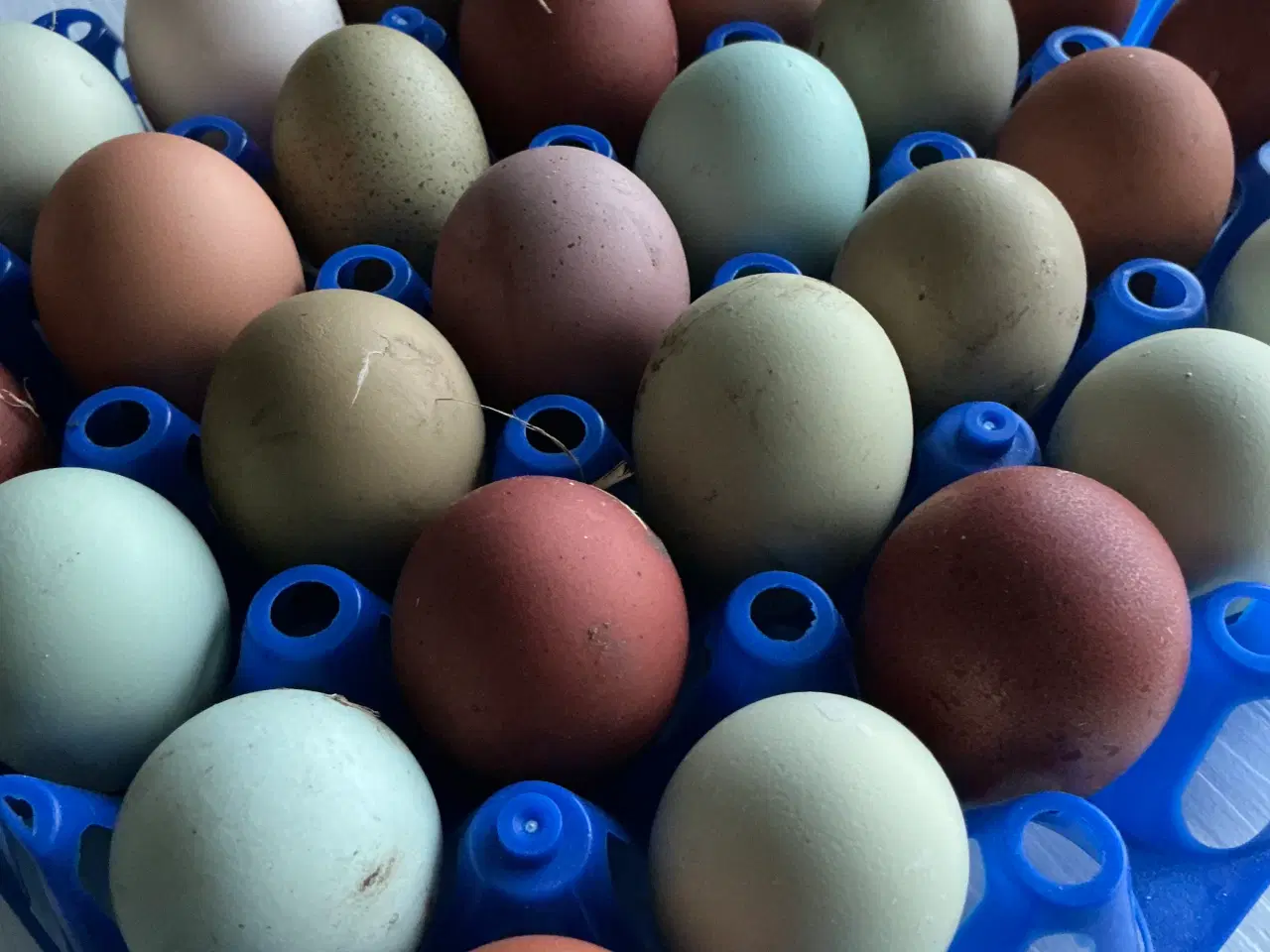 Billede 3 - Rugeæg I Gode Farver