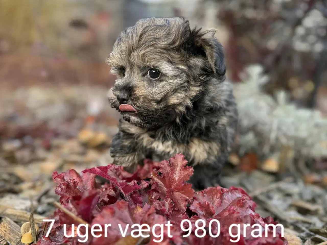 Billede 1 - Reserveret til Søndag Allergivenlig taskehund