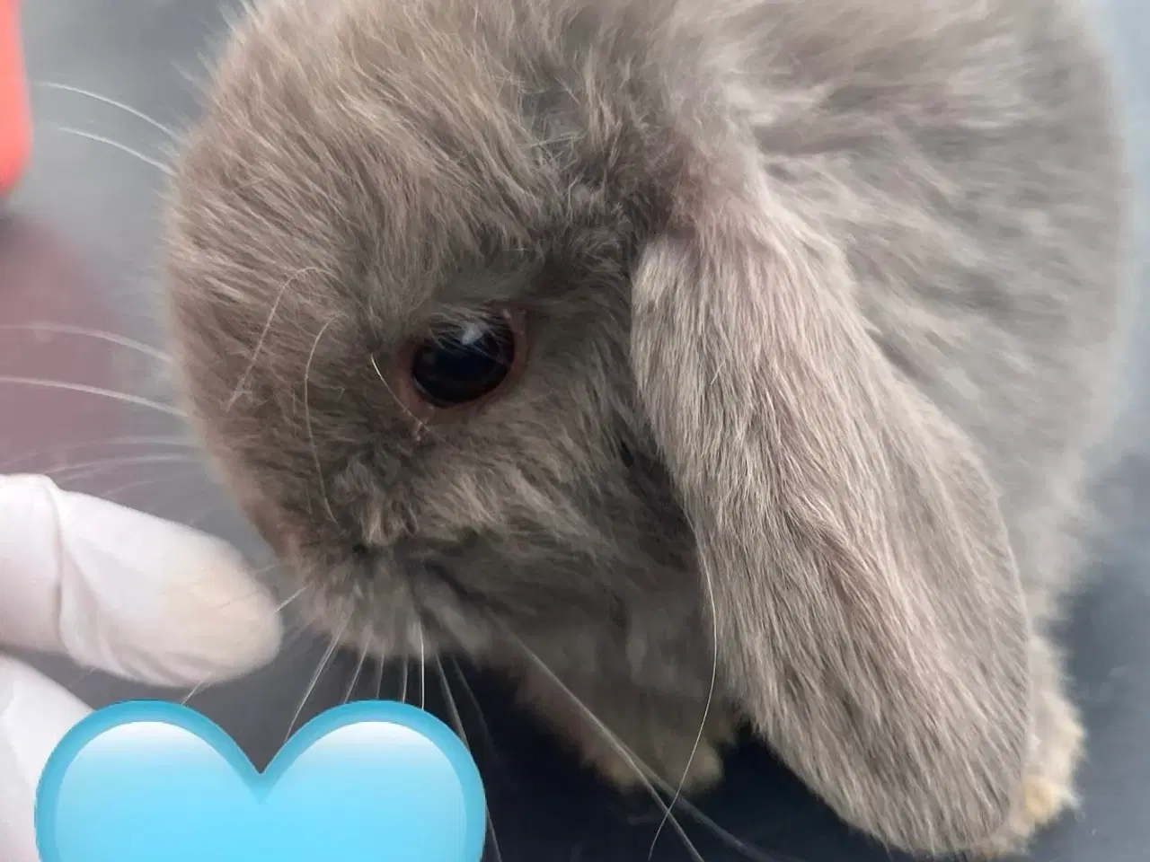 Billede 3 - Mini lop med afkomsattest 
