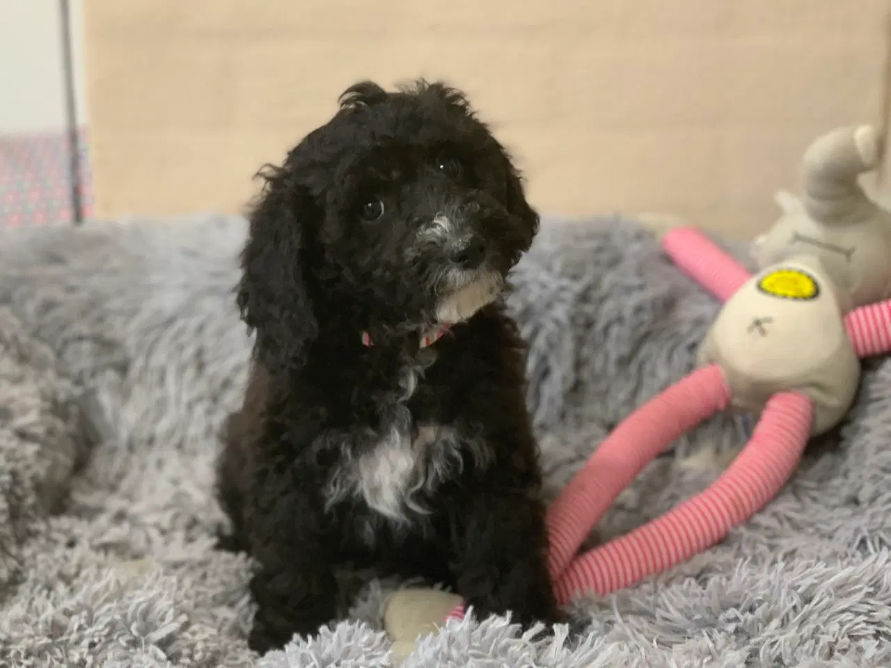 Billede 13 - Maltipoo babyer er rejse klar nu 