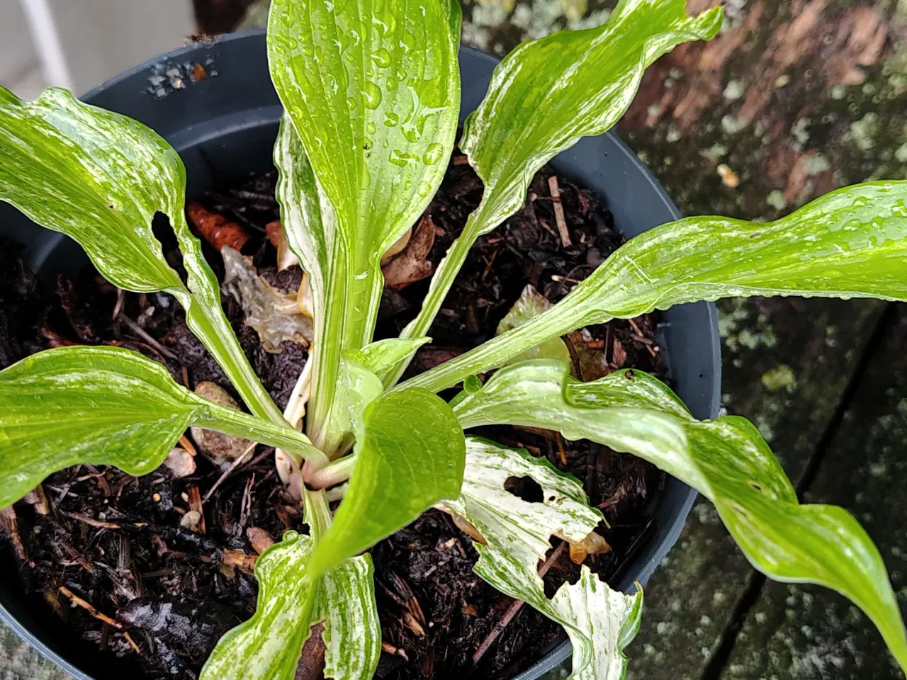 Billede 4 - Hosta i potte 