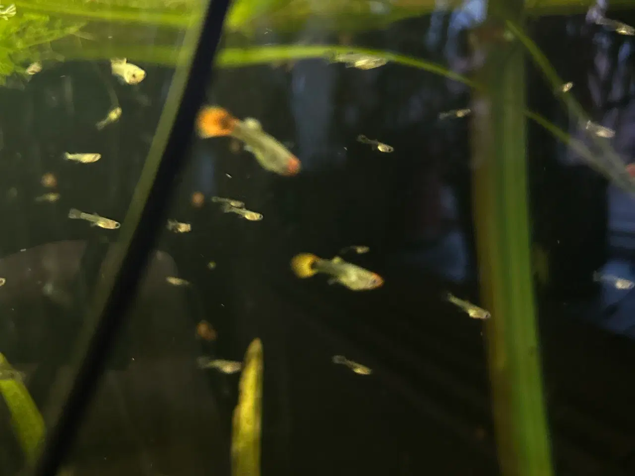 Billede 9 - ❤️🐟 Rednose Dumbo Guppy – Smuk Kontrast (unger)