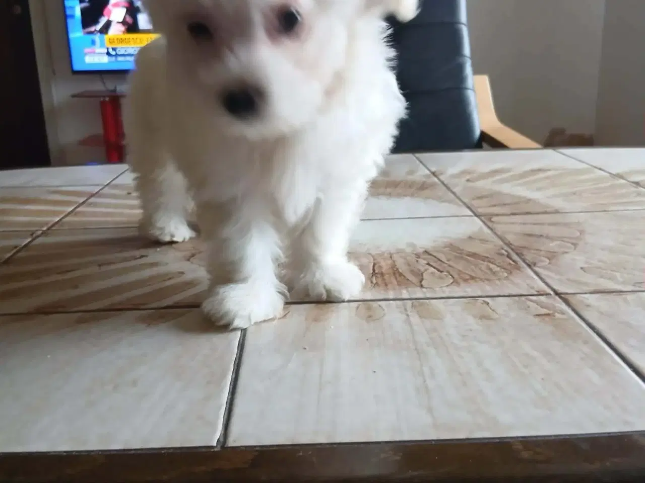 Billede 5 - Coton de Tulear/ malteser hvalpe