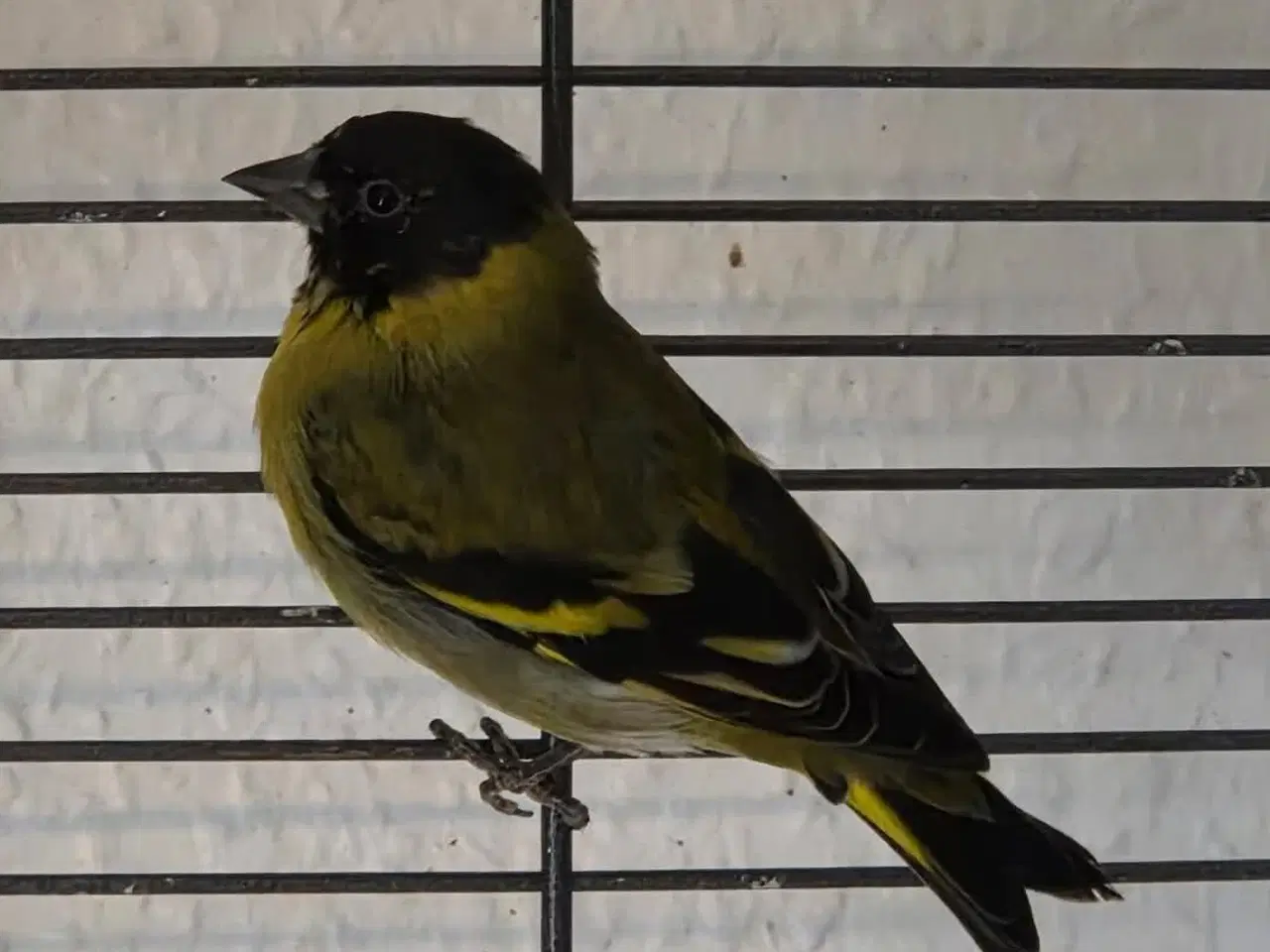 Billede 2 - Finker sælges 