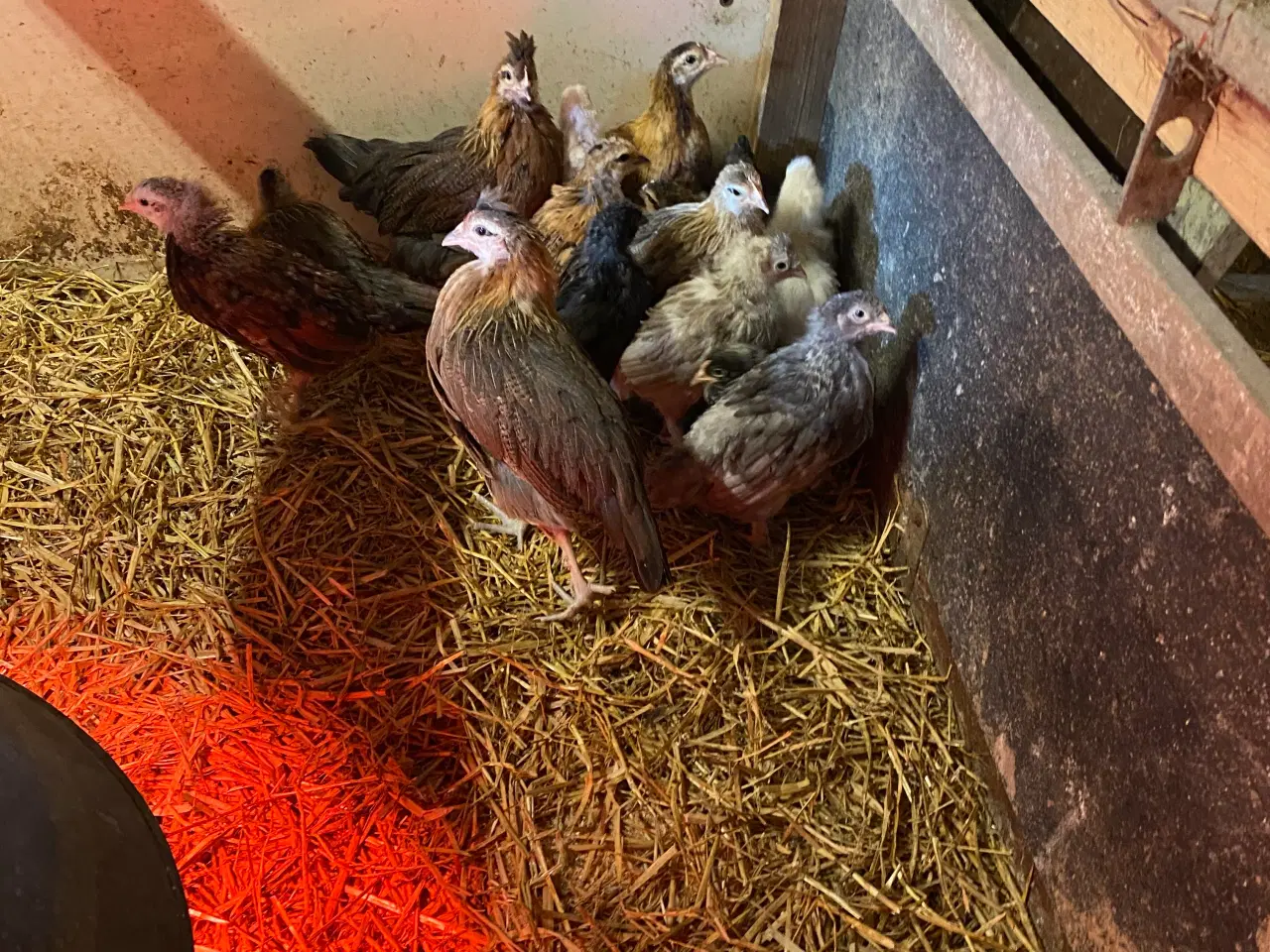 Billede 2 - Kyllinger 