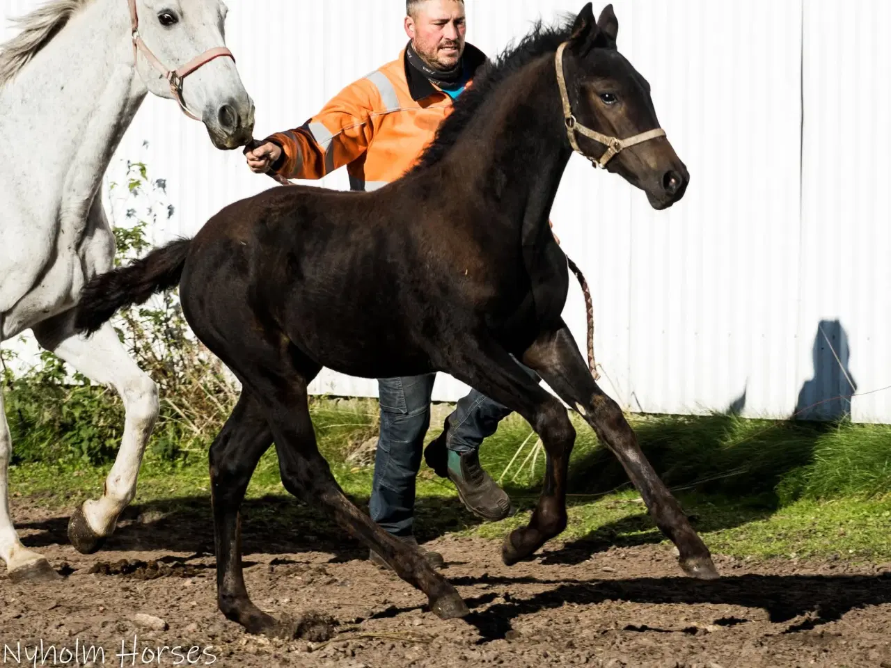 Billede 2 - herligt oldenborg hoppeføl