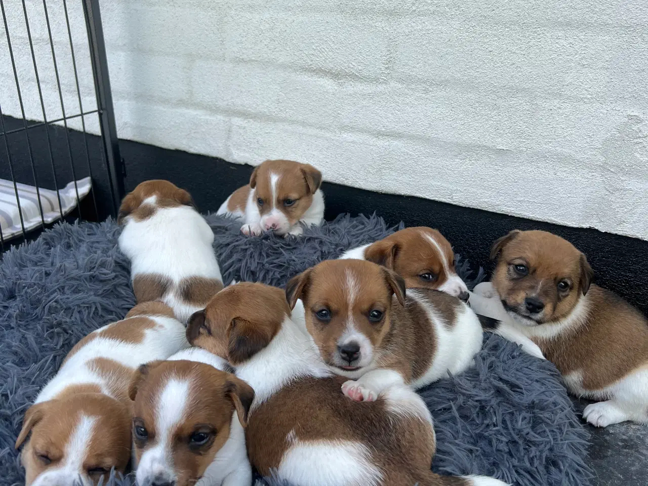 Billede 14 - Jack Russel Hvalpen