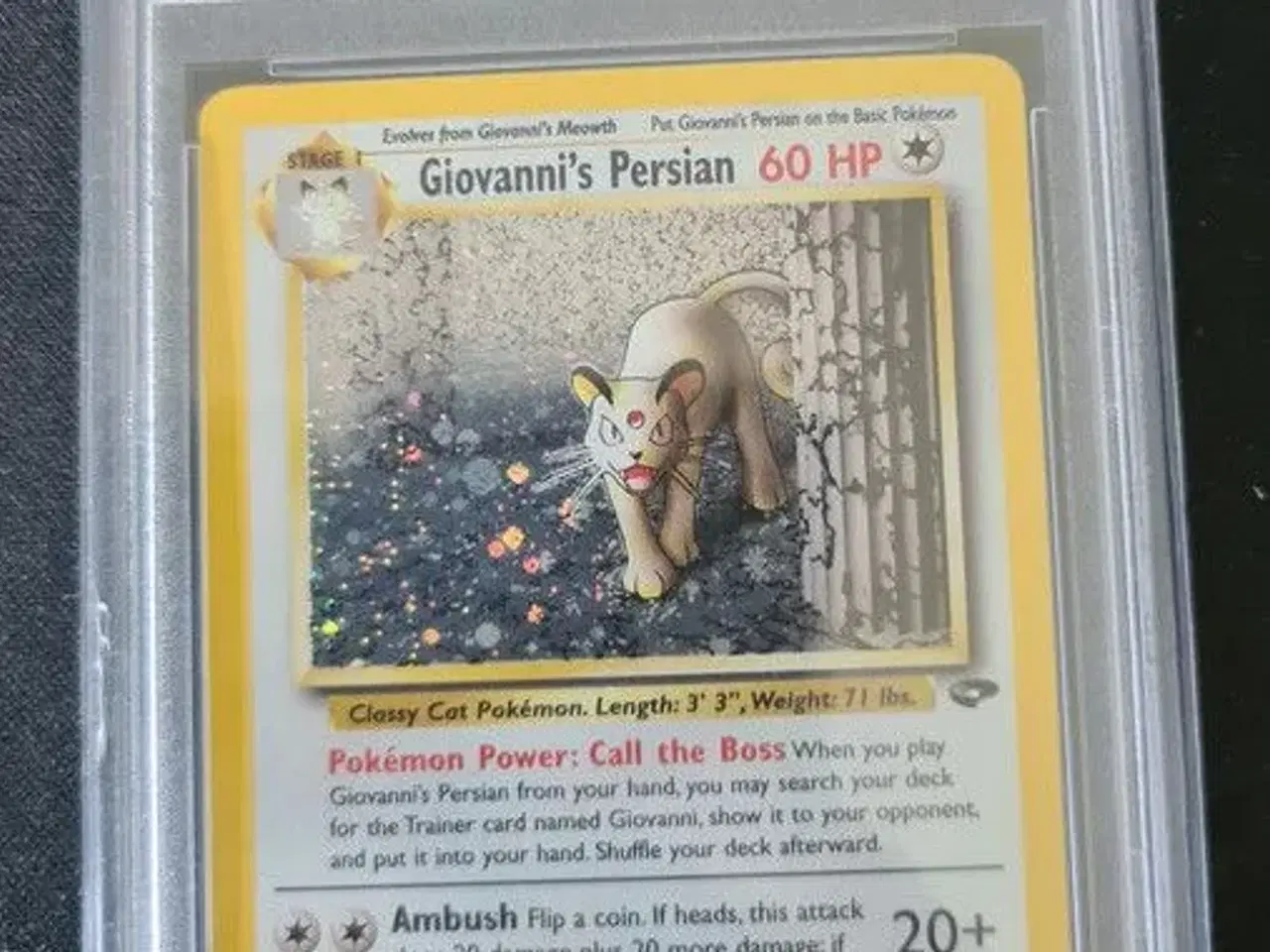 Billede 1 - Giovanni's persian Psa8