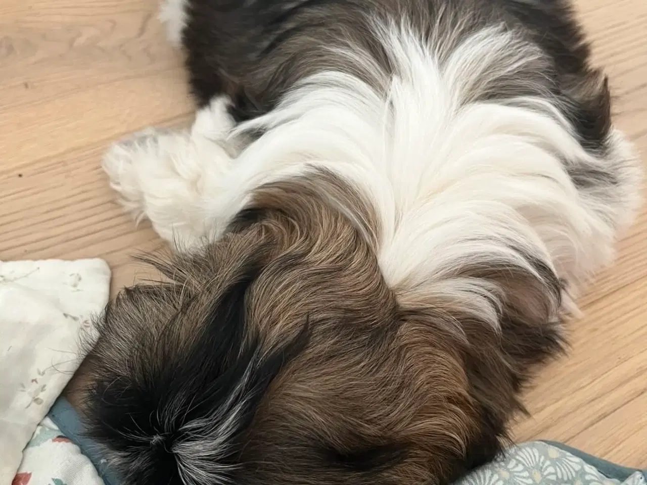 Billede 5 - 🐶 Skøn Shih Tzu hvalp søger kærligt hjem