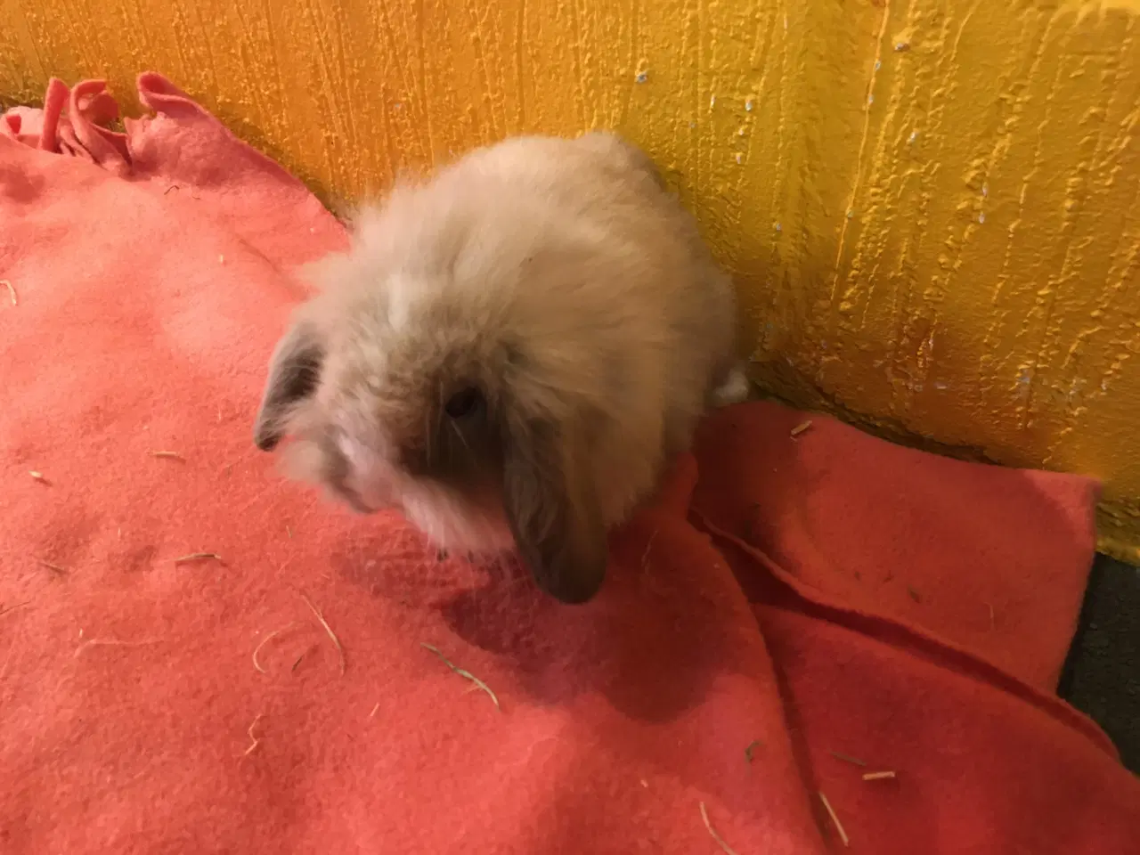 Billede 4 - Lille Valde er nu klar til at komme videre