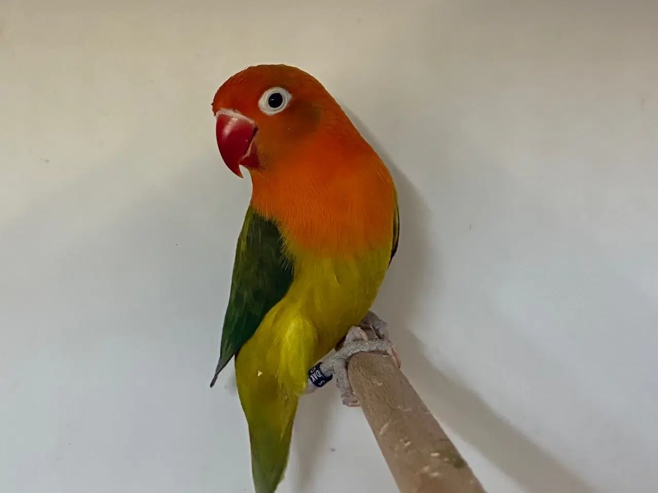 Billede 1 - Rødhovedet Dværgpapegøje
