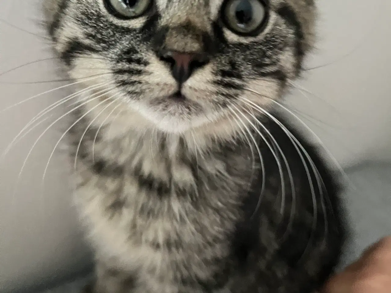 Billede 4 - Søde killinger sælges