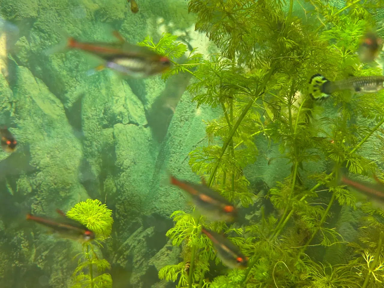 Billede 4 - 🐠 Glødelys Tetra – flotte, sunde stimefisk ✨