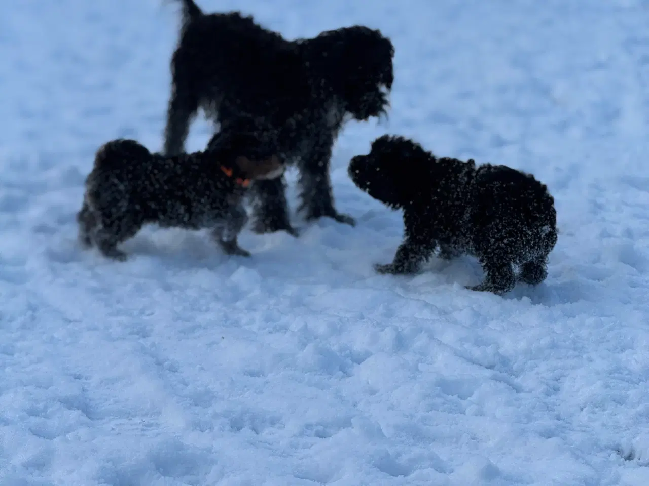 Billede 11 - Cavapoo vi venter her i februar 