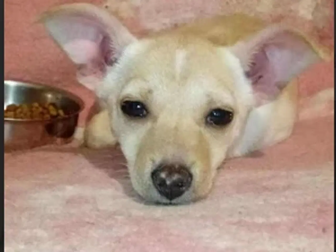 Billede 1 - Lille Mille - mild med snilde 🩷