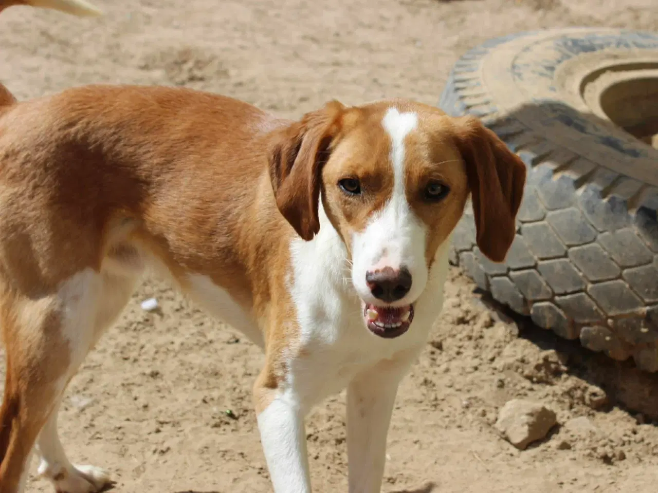 Billede 10 - Søde Riga søger sit helt eget hjem
