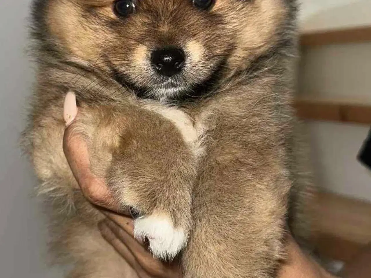 Billede 3 - Pomeranian 