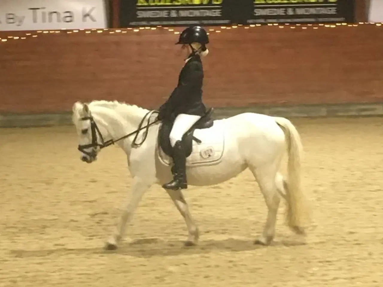 Billede 2 - Kat.3’er springpony 
