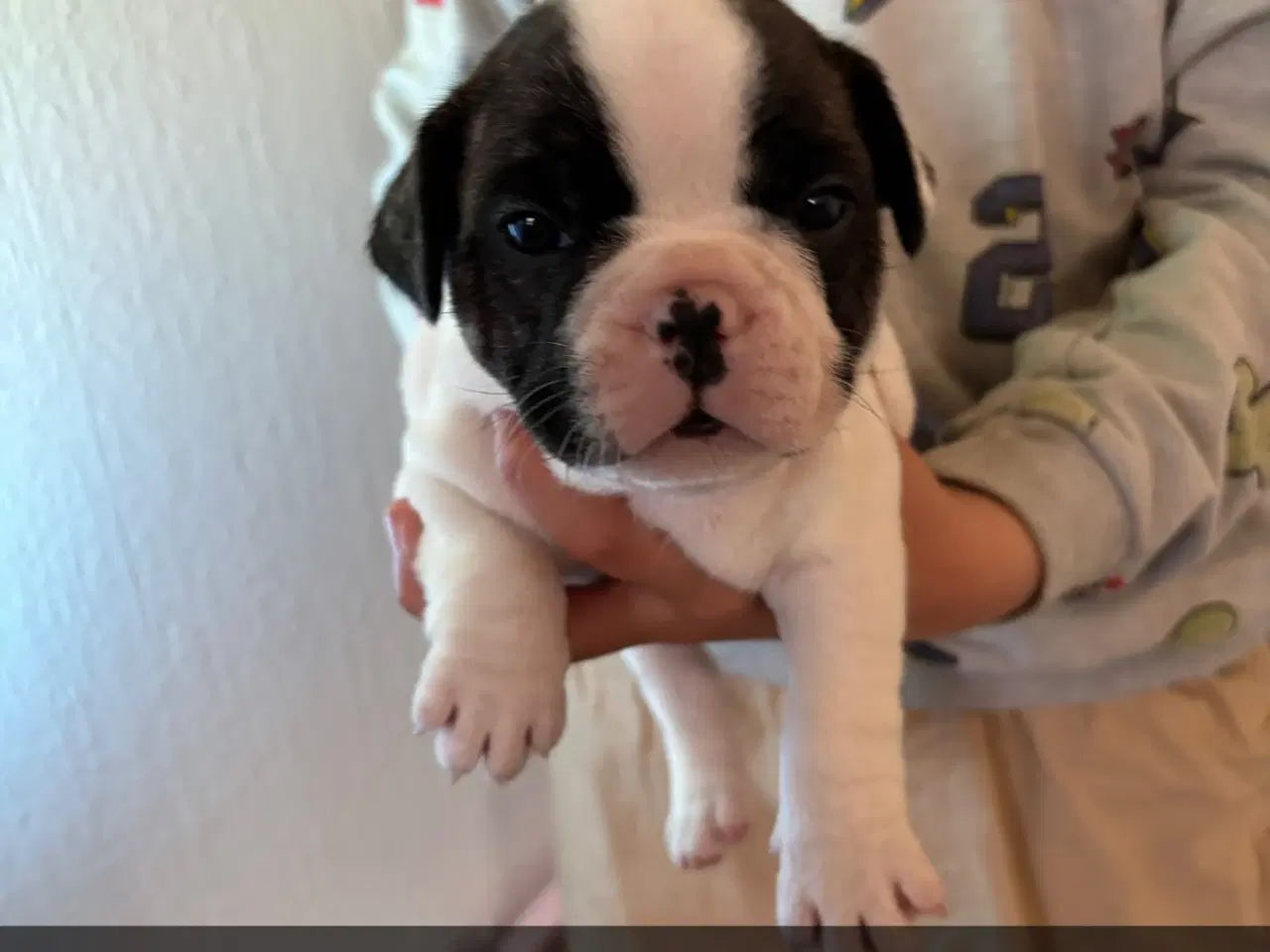 Billede 7 - Fransk Bulldog