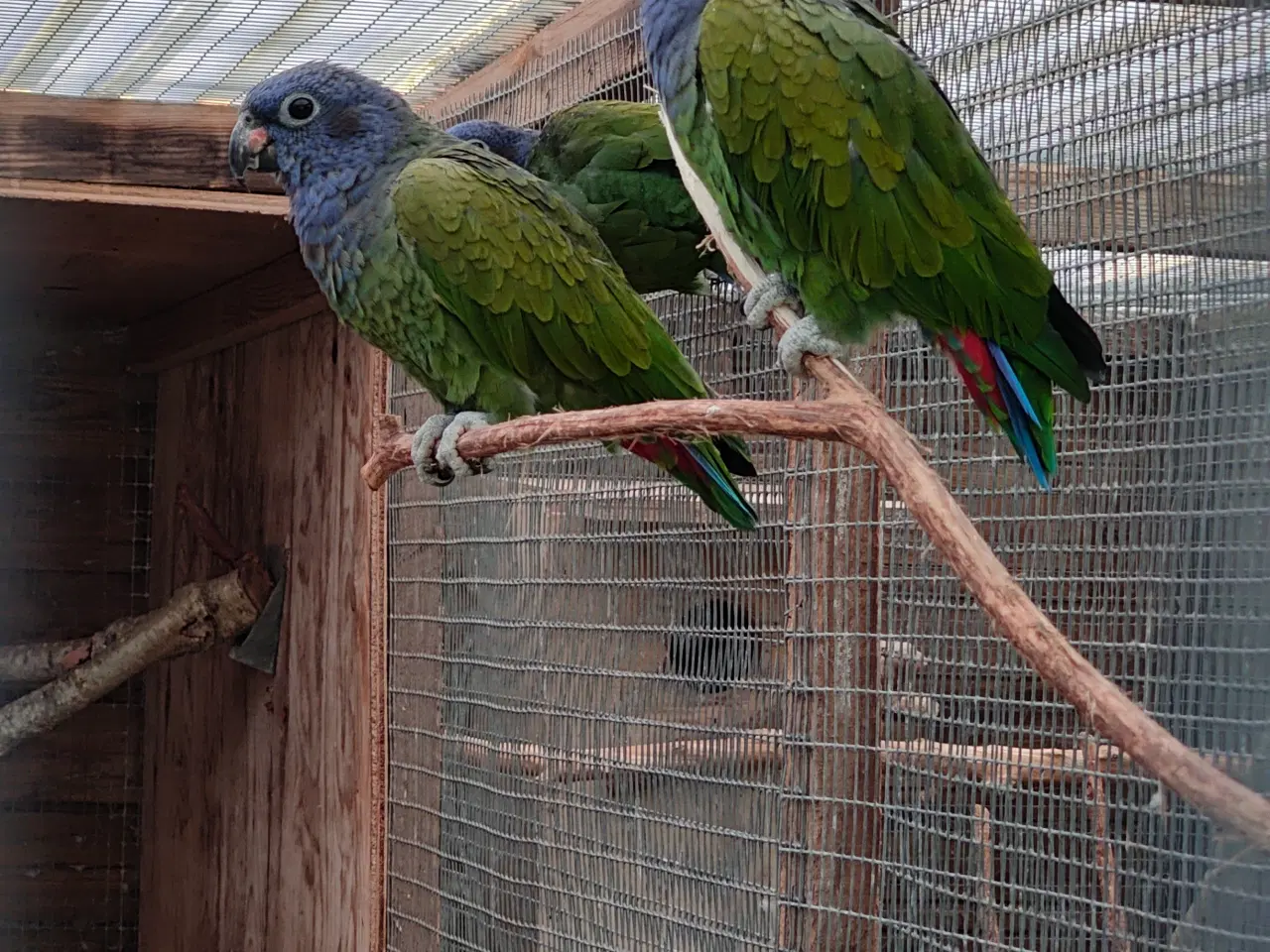 Billede 2 - Blåhovedet pionus 