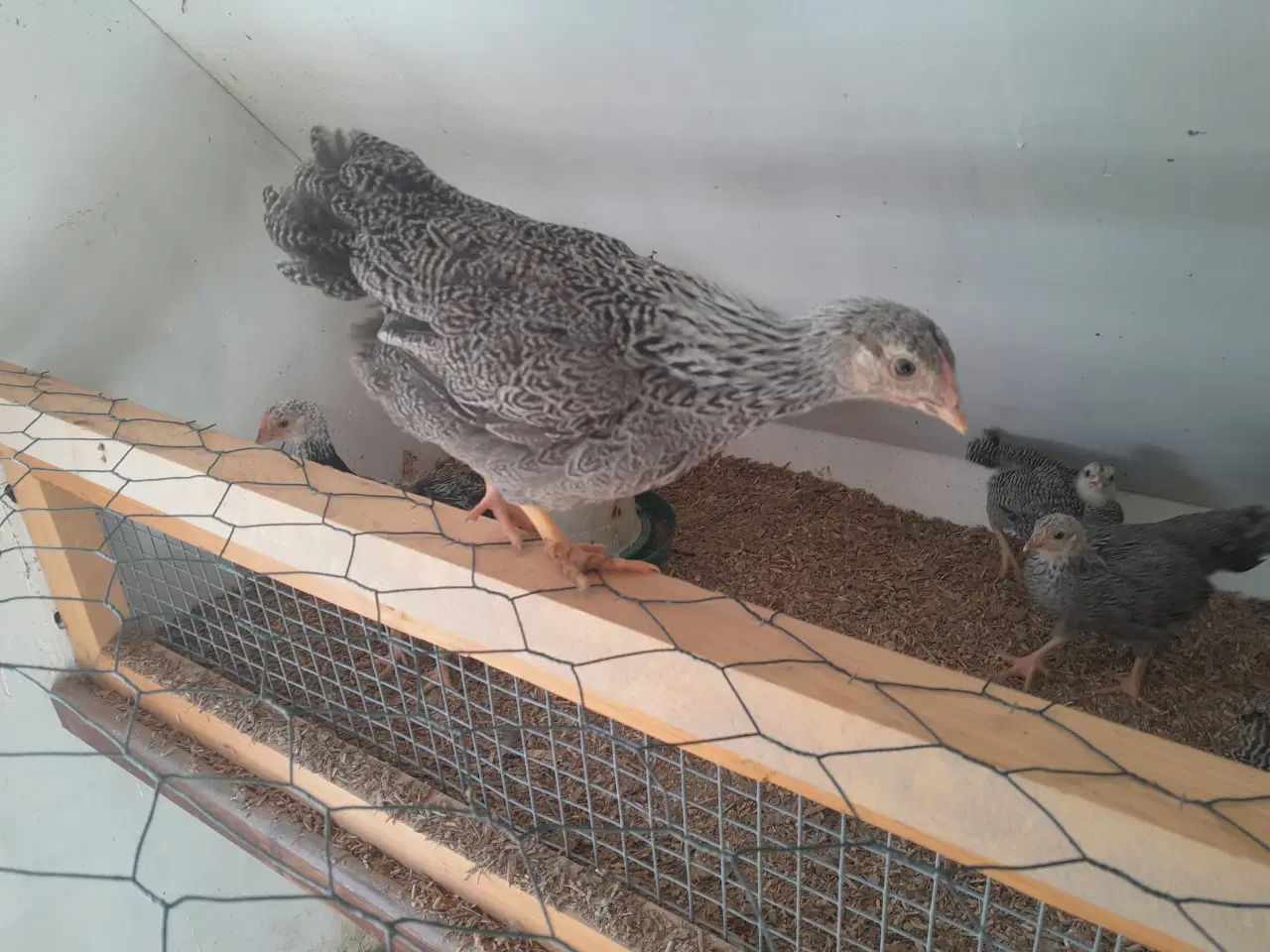 Billede 4 - Sølv sort båndede Dværg wyandotter