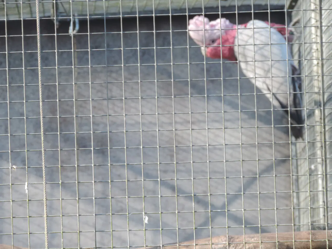 Billede 2 - Rosa Kakadu sælges