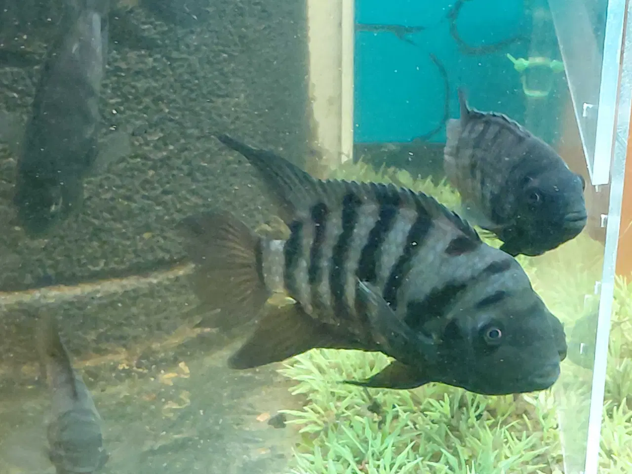 Billede 7 - zebra cichlider