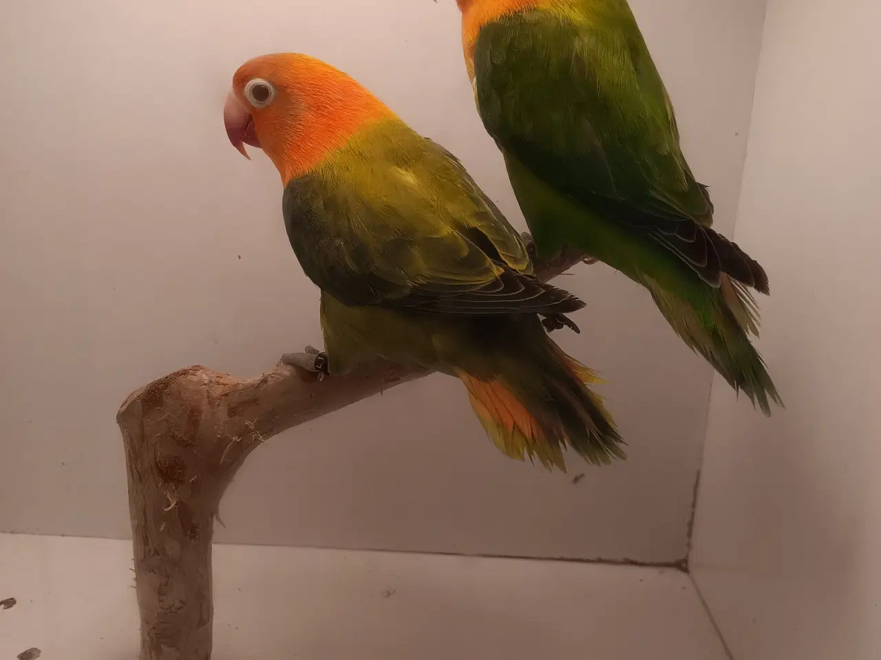 Billede 3 - Rødhovdet dværge papegøje I opaline