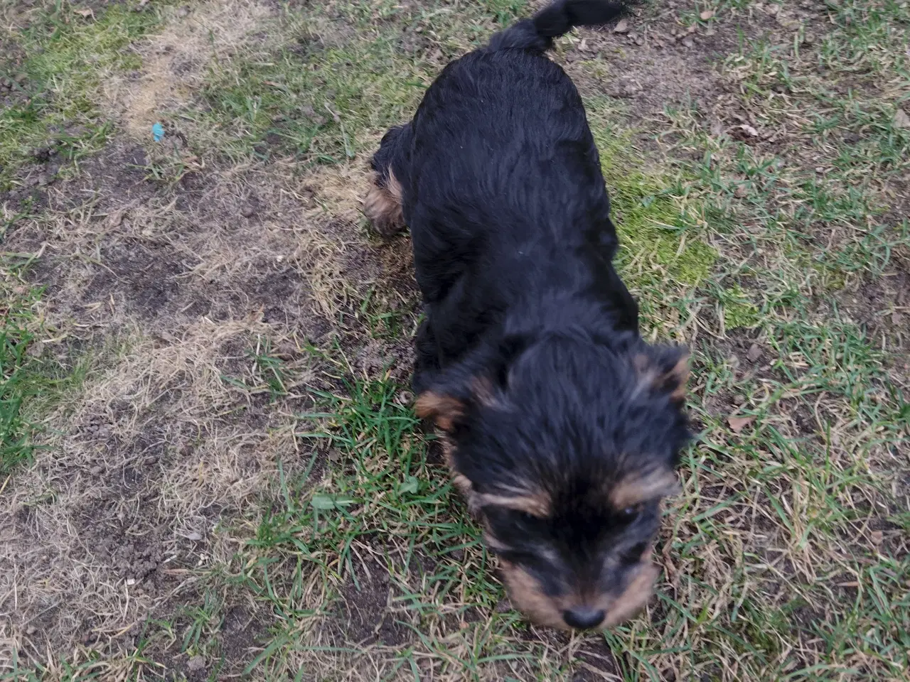 Billede 7 - Yorkshire Terrier hvalp, pige 8 uger