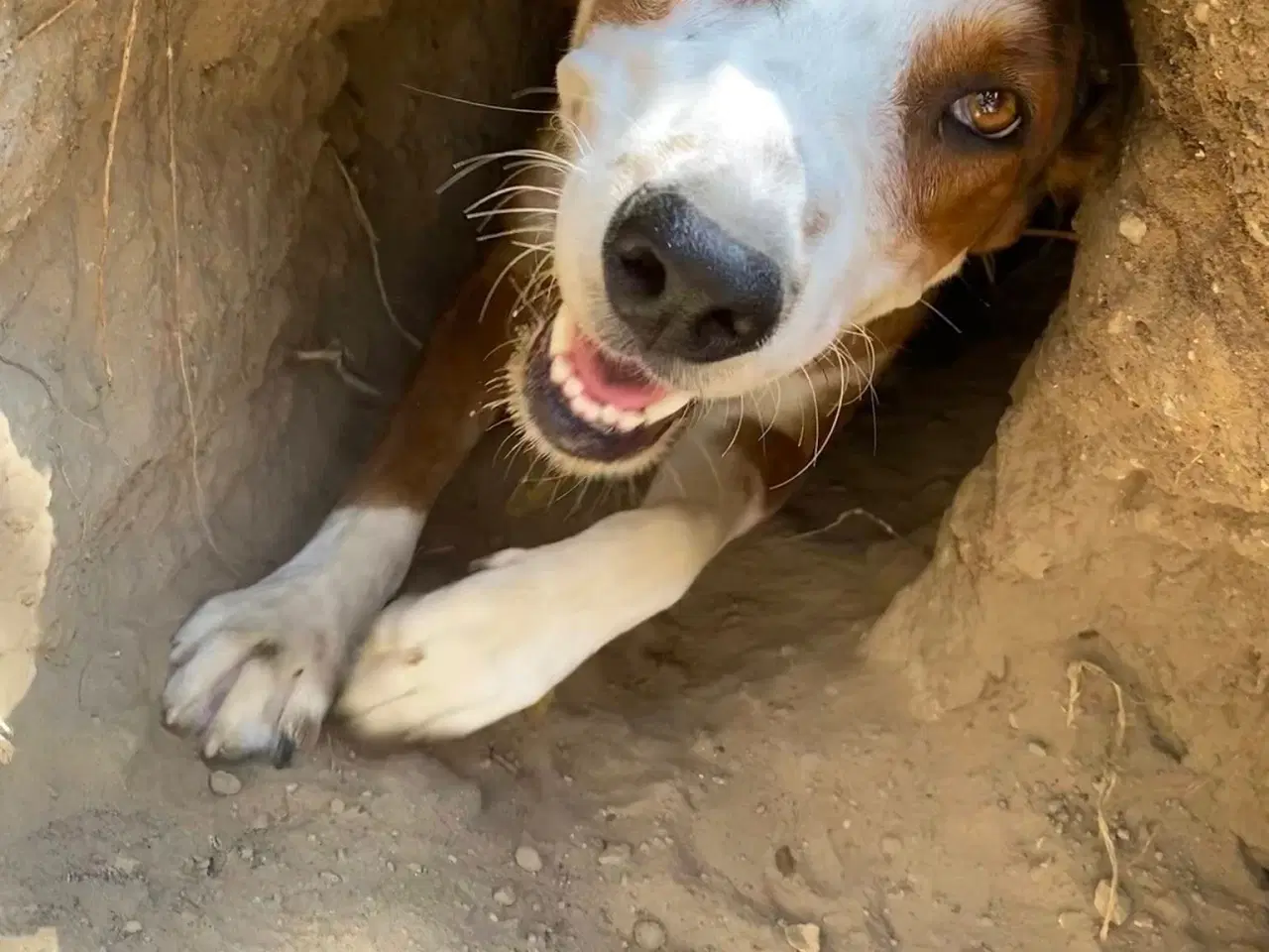 Billede 8 - Henry - med det smukke smil 💙