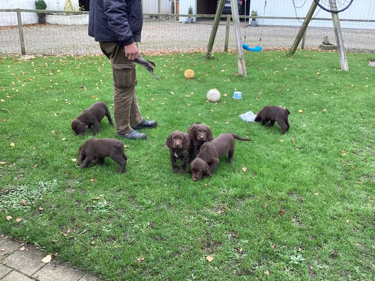 Billede 3 - FT springer/Engelsk springer Spaniel