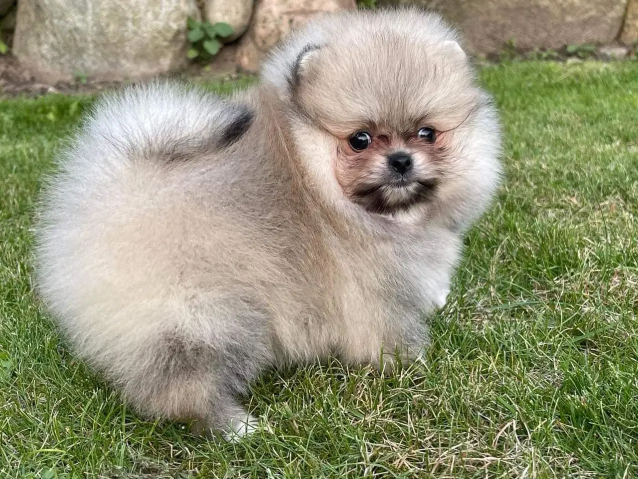 Billede 8 - Smuk Pomeranian tilbydes Avl