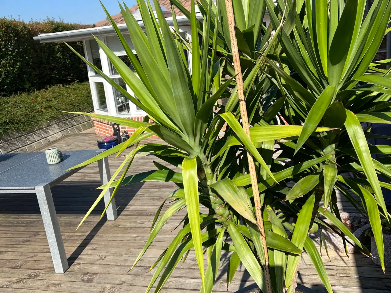 Billede 2 - Yucca Palme 2 m høj