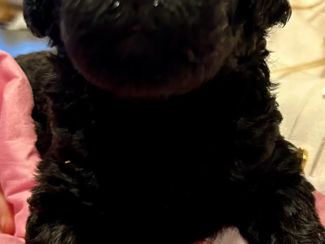 Billede 4 - Skønne stor pudel 🐩 sorte🤩😍