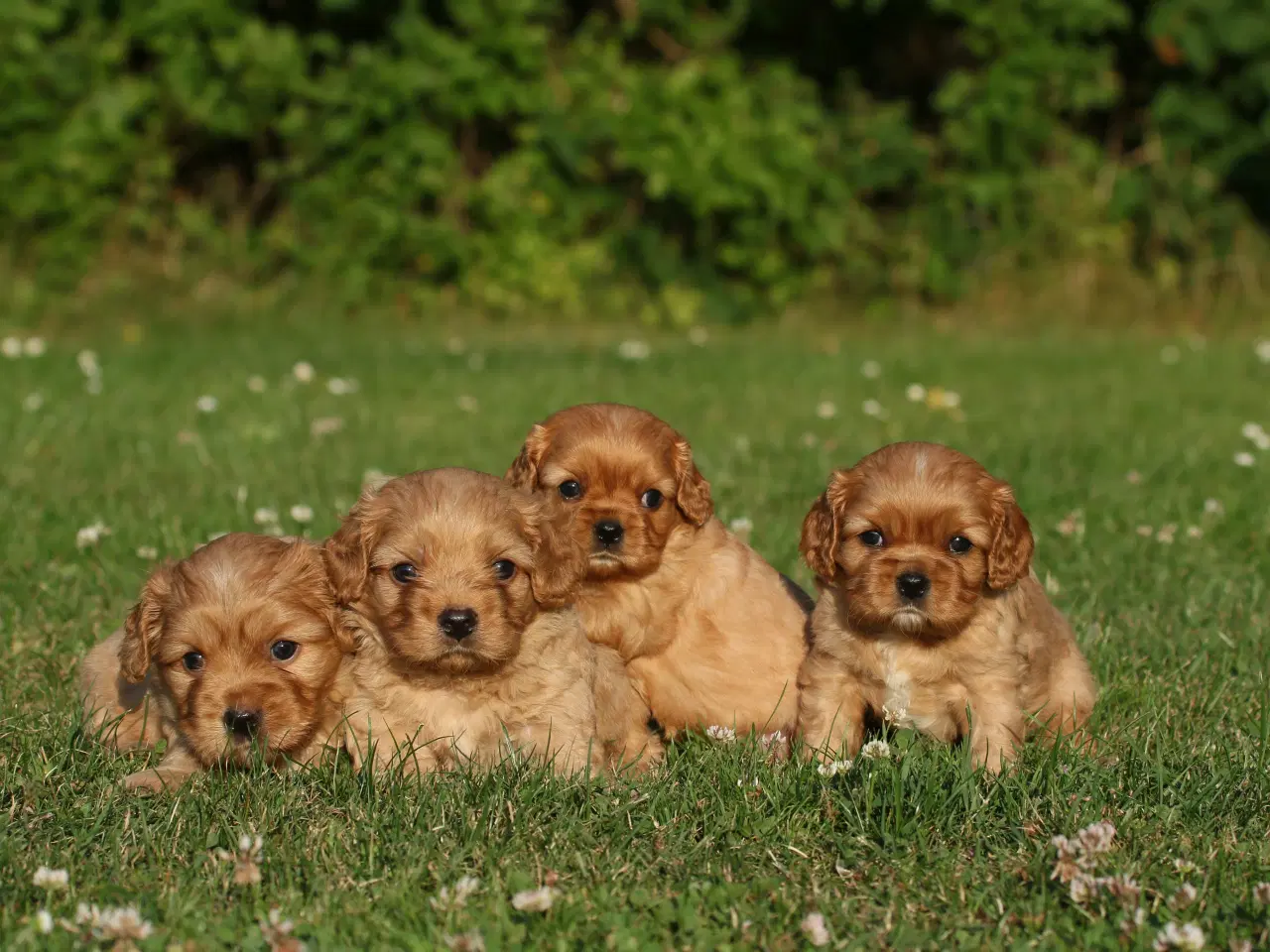 Billede 4 - cavalier king charles spaniel