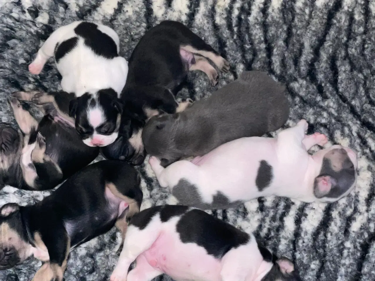 Billede 9 - Franske bulldog hvalpe rejseklare NU