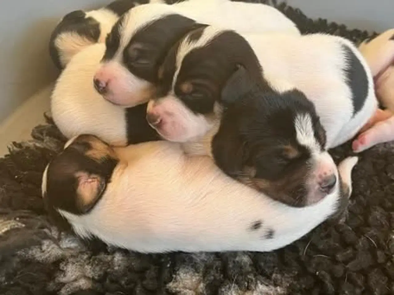Billede 1 - Dansk Svensk Gårdhund