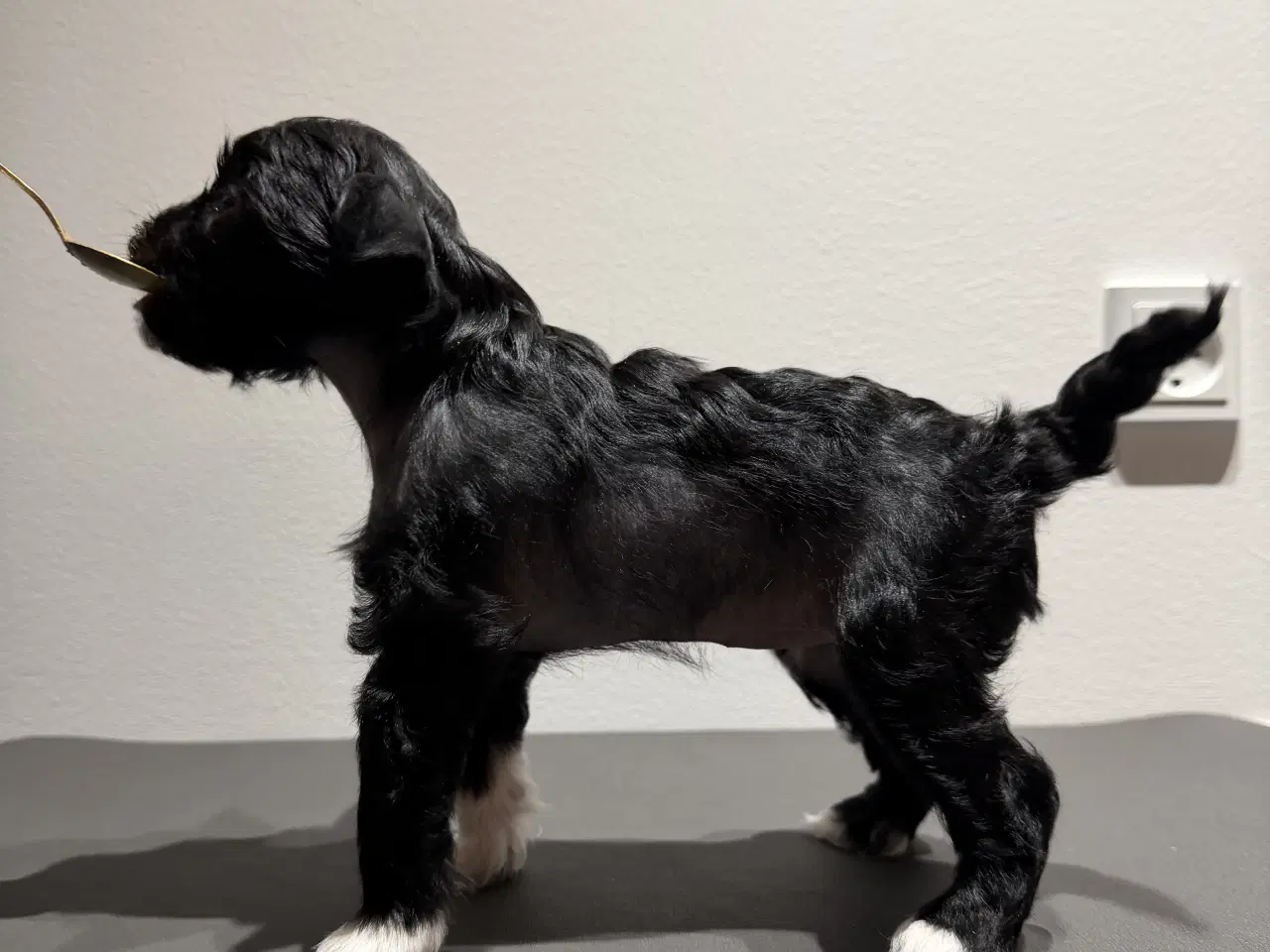 Billede 12 - Chinese crested/Kinesisk hårløs, allergivenlige